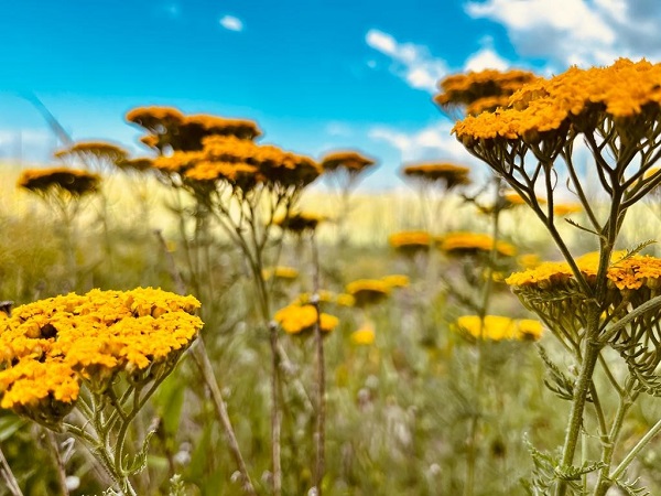 Foto - Yeşilin tonları göz kamaştırdı