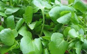 Foto - Yeşilliklerin kralı: Tere otu kürü! Korumalı karışımı var! Herkes parasını cebine koysun! Besin değeri çok yüksek sebze