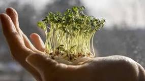 Foto - Yeşilliklerin kralı: Tere otu kürü! Korumalı karışımı var! Herkes parasını cebine koysun! Besin değeri çok yüksek sebze