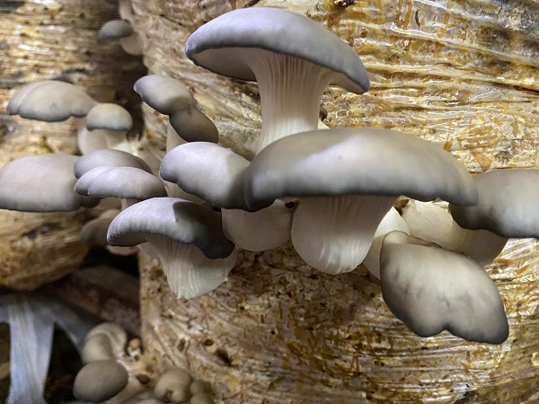 Foto - Yetiştirdiği yer sizi şaşırtacak! Ayda 3 ton üretim yapıyor