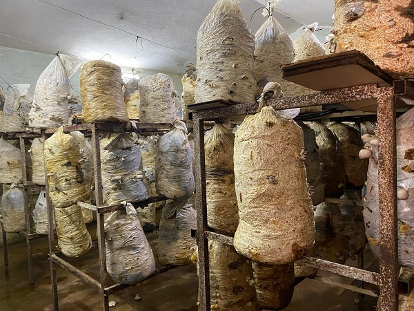 Foto - Yetiştirdiği yer sizi şaşırtacak! Ayda 3 ton üretim yapıyor