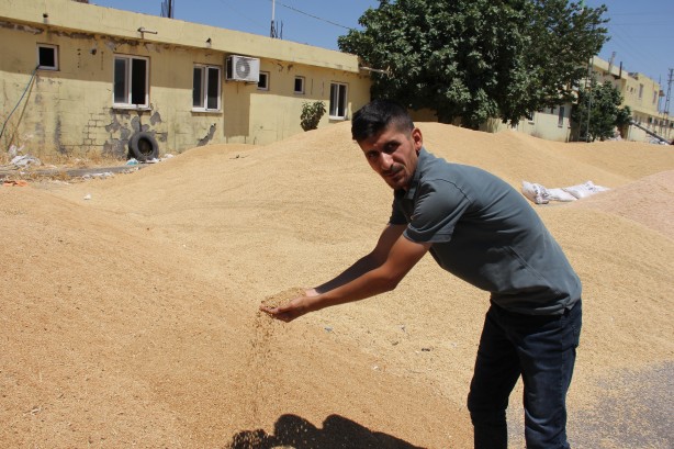 Foto - Yetkili ağızdan açıklama geldi! Sosyal medyadaki 'buğday' yalanı patladı