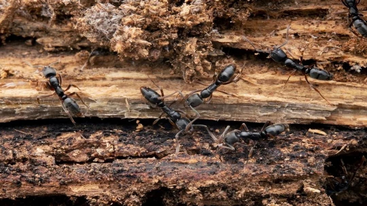 Foto - Yetkililer, onun için apar topar alarma geçti! İnsanları öldürebiliyor ve maalesef hızla yayılıyor! Eyvah ki ne eyvah