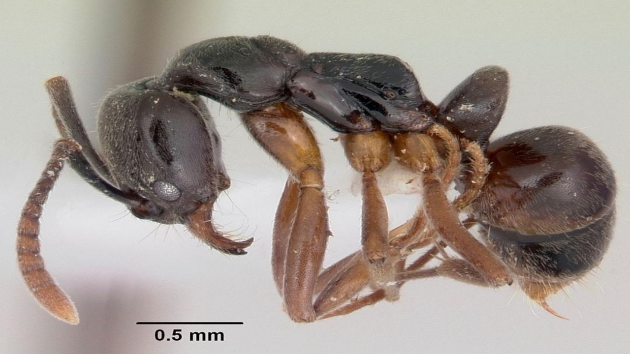 Foto - Yetkililer, onun için apar topar alarma geçti! İnsanları öldürebiliyor ve maalesef hızla yayılıyor! Eyvah ki ne eyvah