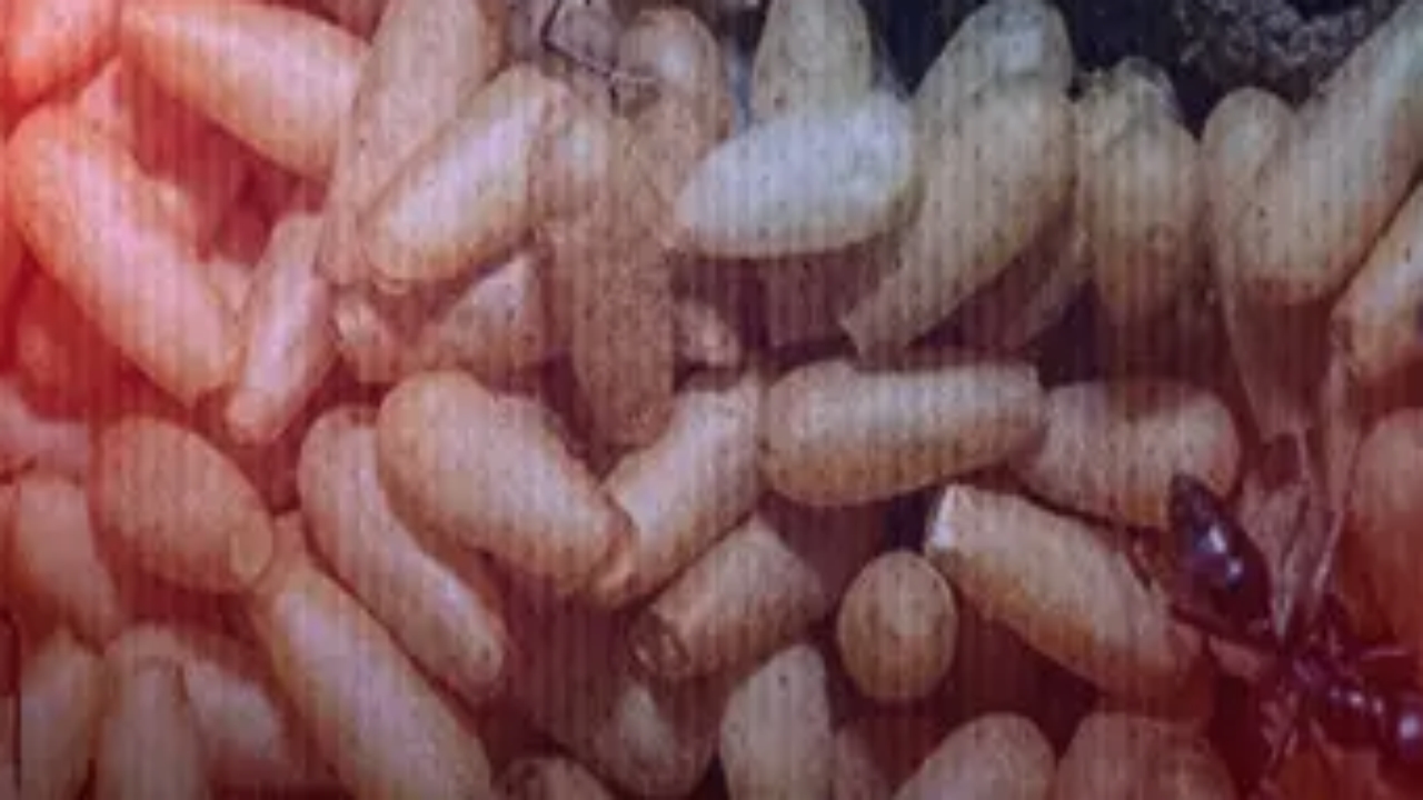 Yetkililer, onun için apar topar alarma geçti! İnsanları öldürebiliyor ve maalesef hızla yayılıyor! Eyvah ki ne eyvah