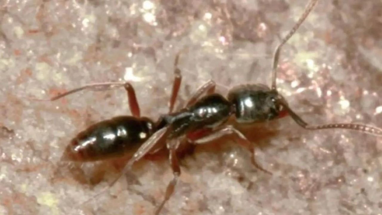 Foto - Yetkililer, onun için apar topar alarma geçti! İnsanları öldürebiliyor ve maalesef hızla yayılıyor! Eyvah ki ne eyvah