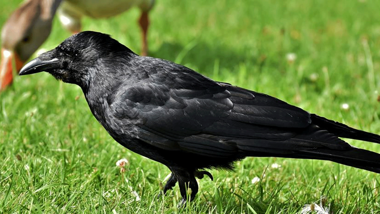 Foto - Yetkililerden dikkat çeken uyarı: Bahçenizde görürseniz sakın dokunmayın!