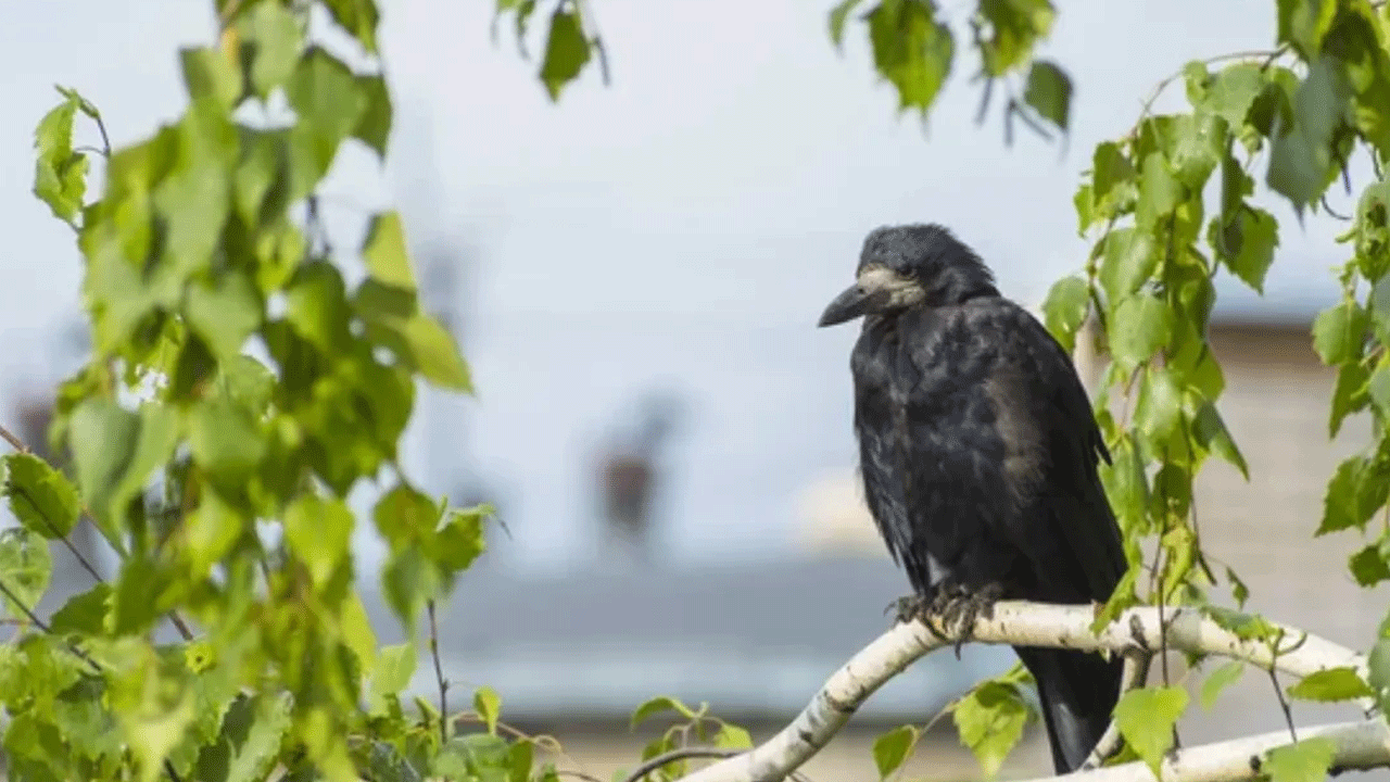 Yetkililerden dikkat çeken uyarı: Bahçenizde görürseniz sakın dokunmayın!