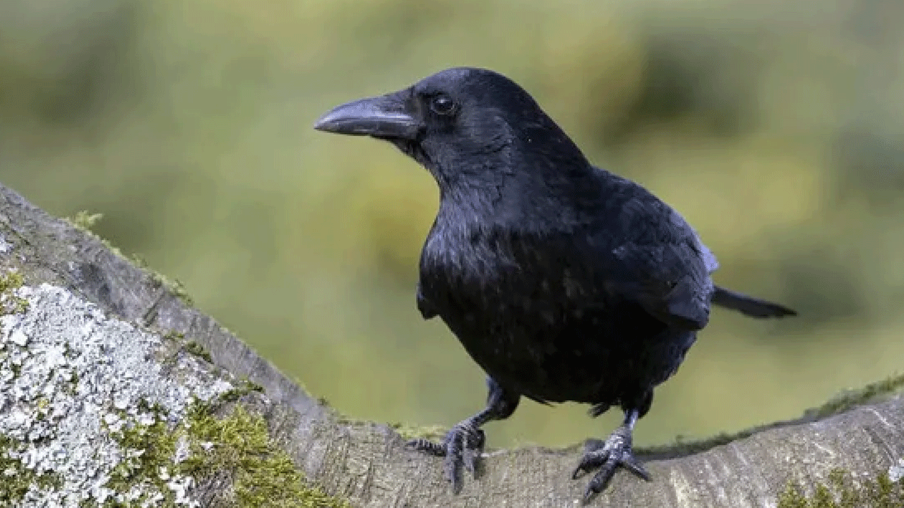 Foto - Yetkililerden dikkat çeken uyarı: Bahçenizde görürseniz sakın dokunmayın!