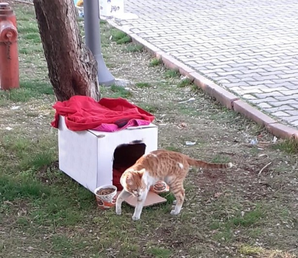 Foto - Yıkıntılar arasından gelen kediye kucak açtı