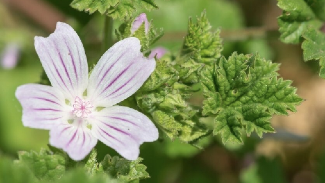  Ebegümeci bağışıklık sistemini güçlendiriyor... O hastalıklara derman olacak