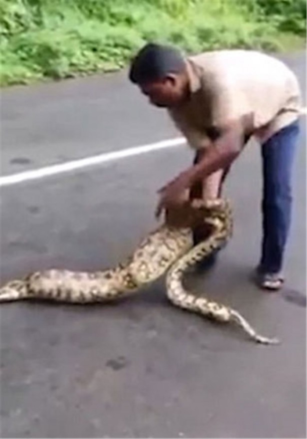 Foto - Yılan 5 tane kediyi yuttu