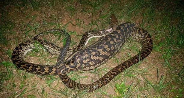 Foto - Yılan 5 tane kediyi yuttu