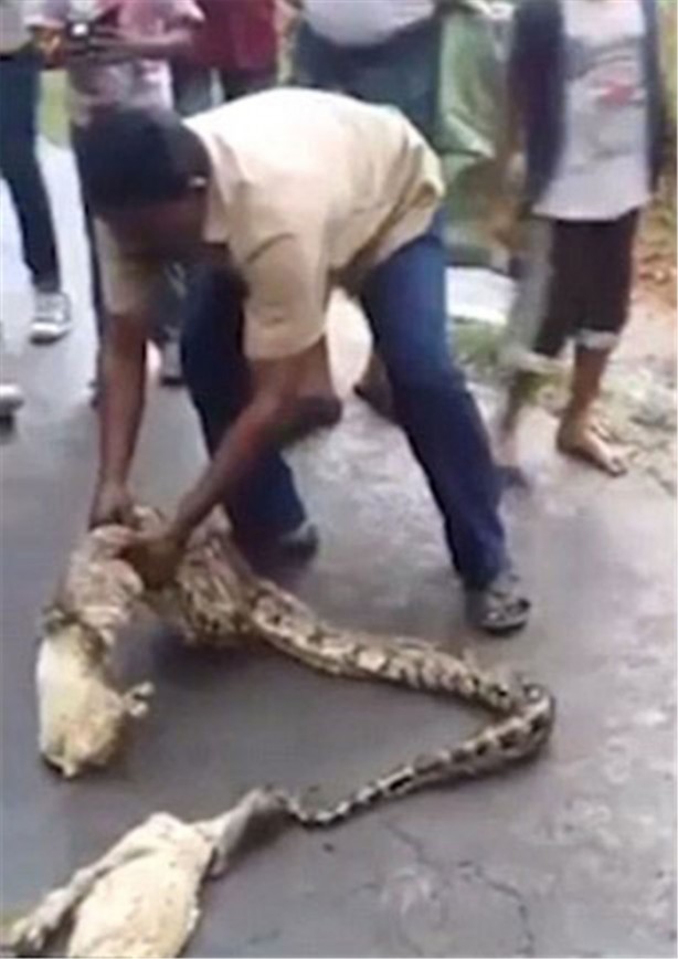 Foto - Yılan 5 tane kediyi yuttu