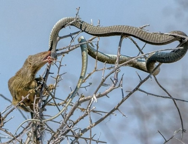 Foto - Yılan ile gelinciğin savaşı