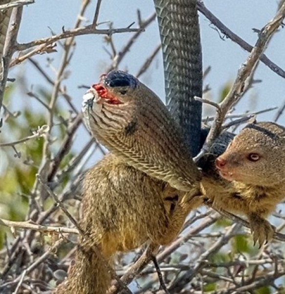 Foto - Yılan ile gelinciğin savaşı