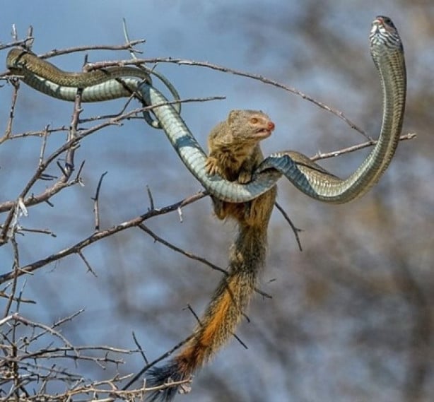 Foto - Yılan ile gelinciğin savaşı
