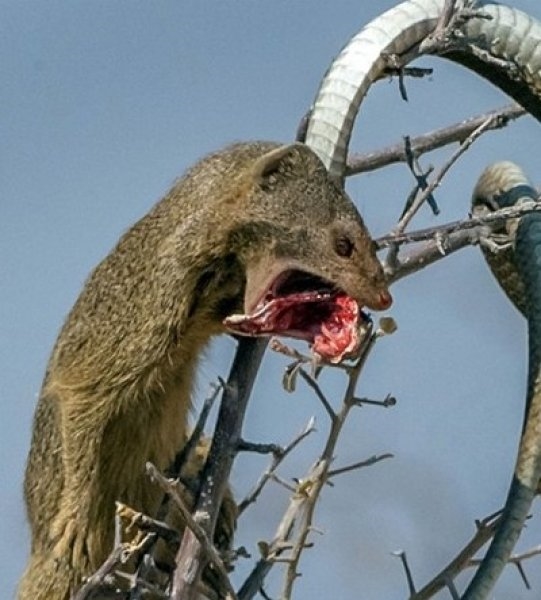Foto - Yılan ile gelinciğin savaşı