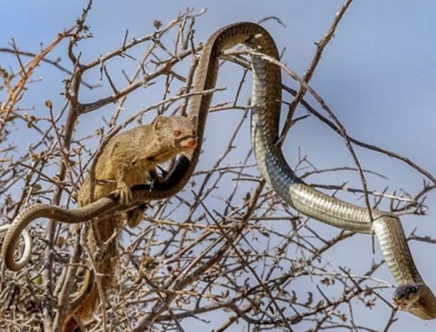 Foto - Yılan ile gelinciğin savaşı