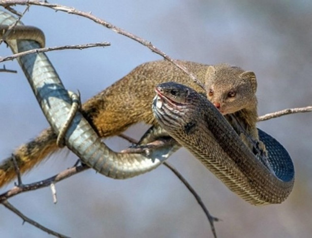 Foto - Yılan ile gelinciğin savaşı