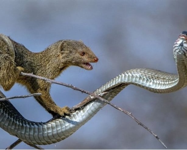 Foto - Yılan ile gelinciğin savaşı