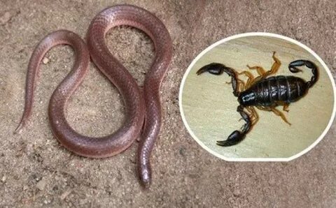 Yılan ve akrep uyarısı! Görürseniz acil yardım isteyin