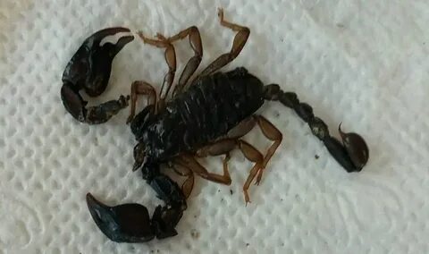 Foto - Yılan ve akrep uyarısı! Görürseniz acil yardım isteyin