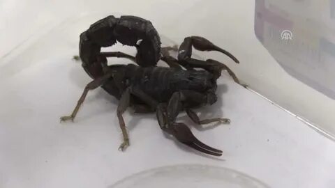 Foto - Yılan ve akrep uyarısı! Görürseniz acil yardım isteyin