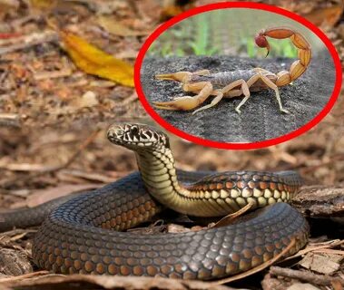 Foto - Yılan ve akrep uyarısı! Görürseniz acil yardım isteyin