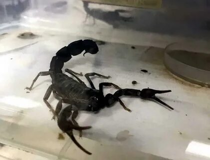 Foto - Yılan ve akrep uyarısı! Görürseniz acil yardım isteyin