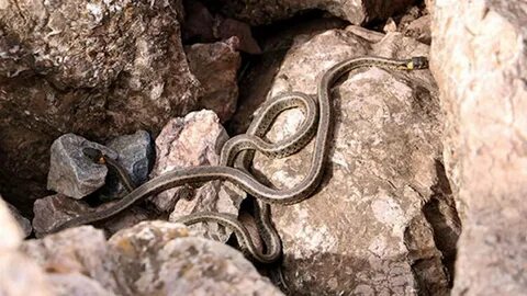 Foto - Yılan ve akrep uyarısı! Görürseniz acil yardım isteyin