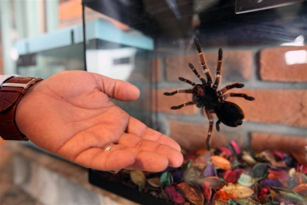 Foto - Yılan ve tarantulalar ile birlikte yaşıyor!