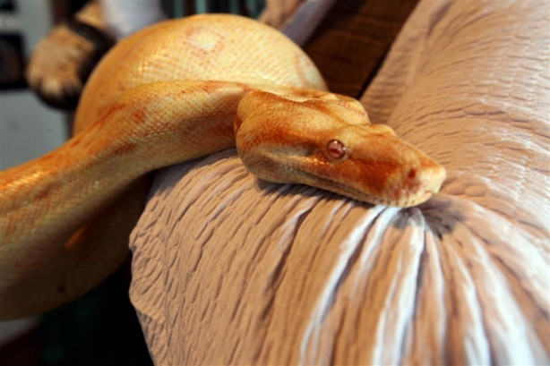 Foto - Yılan ve tarantulalar ile birlikte yaşıyor!