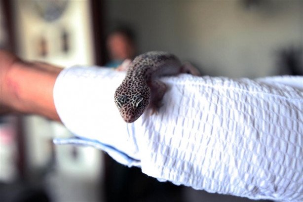 Yılan ve tarantulalar ile birlikte yaşıyor!