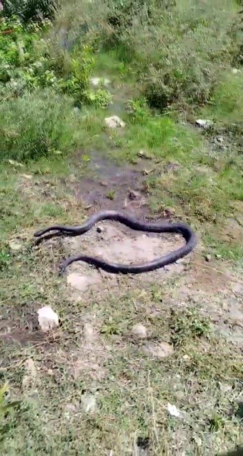 Foto - Yılancı Kemal'in yakaladığı yılana nasihat verdi