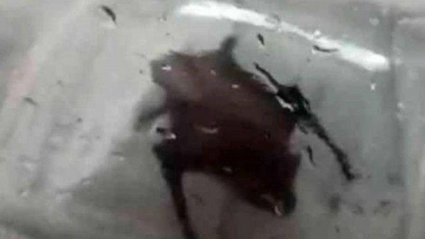 Foto - Yılandan sonra yeni istila patladı! O yırtıcı evlere giriyor! O şehrimiz diken üstünde