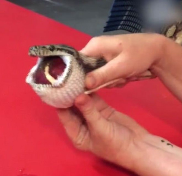 Foto - Yılanı kusturdular! Bakın midesinden ne çıktı!