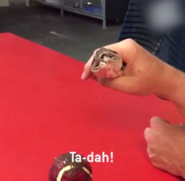 Foto - Yılanı kusturdular! Bakın midesinden ne çıktı!