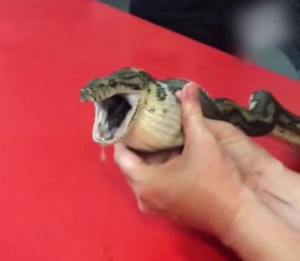 Foto - Yılanı kusturdular! Bakın midesinden ne çıktı!