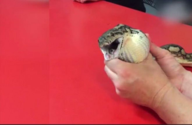 Foto - Yılanı kusturdular! Bakın midesinden ne çıktı!