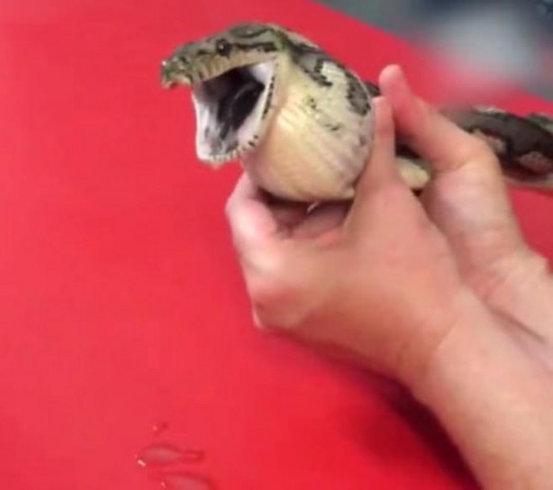 Foto - Yılanı kusturdular! Bakın midesinden ne çıktı!