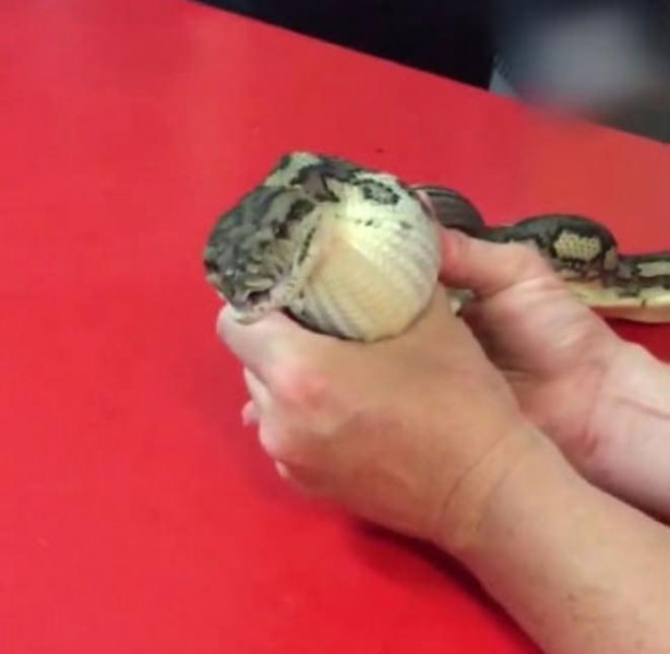 Foto - Yılanı kusturdular! Bakın midesinden ne çıktı!