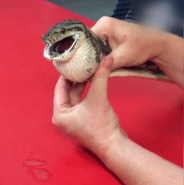 Foto - Yılanı kusturdular! Bakın midesinden ne çıktı!