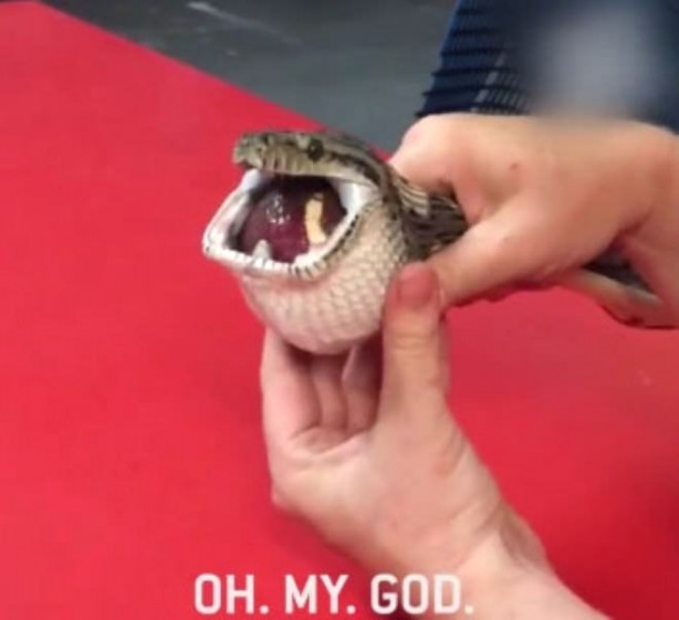 Foto - Yılanı kusturdular! Bakın midesinden ne çıktı!