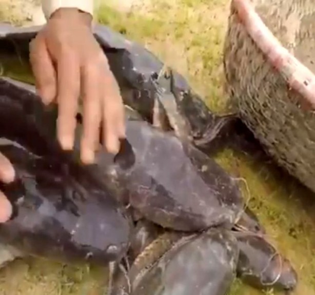 Foto - Yılanla balık tutma taktiği görenleri şaşkına çevirdi