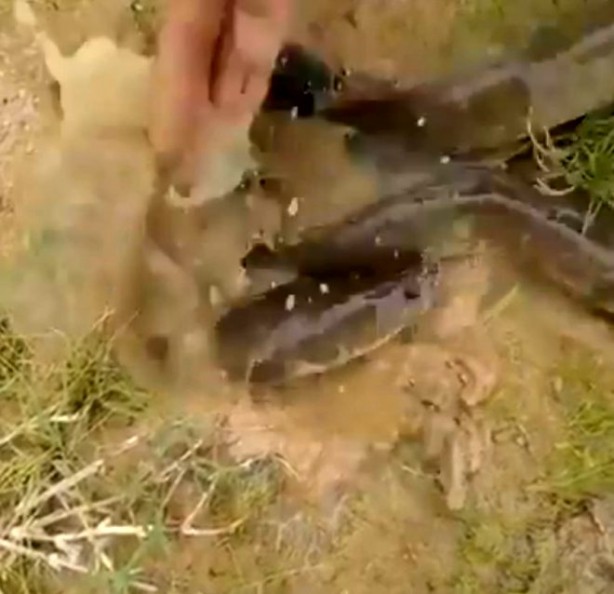 Foto - Yılanla balık tutma taktiği görenleri şaşkına çevirdi