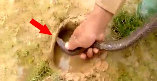 Yılanla balık tutma taktiği görenleri şaşkına çevirdi