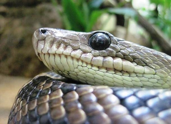 Foto - Yılanlar hakkında şok eden gerçekler!