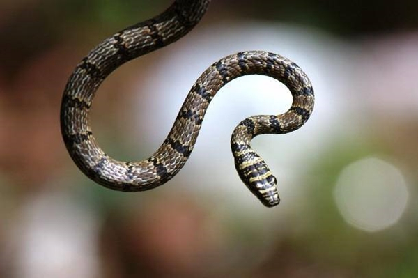 Foto - Yılanlar hakkında şok eden gerçekler!