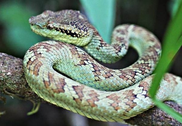 Foto - Yılanlar hakkında şok eden gerçekler!